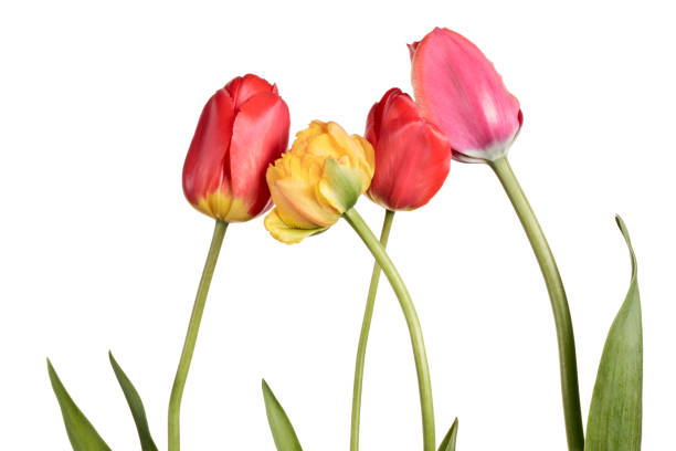 istock Isolated tulips on a white background 696489958