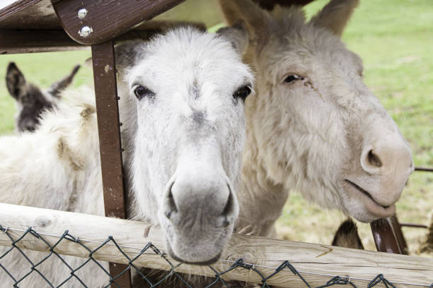 istock Donkey on rural farm 696496482