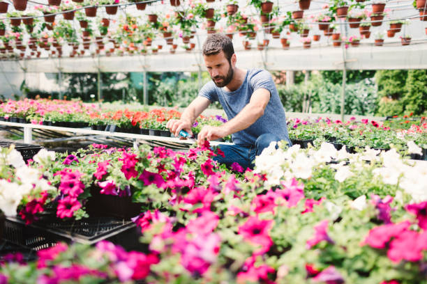 istock Mid adult man working in botanical garden 696497296