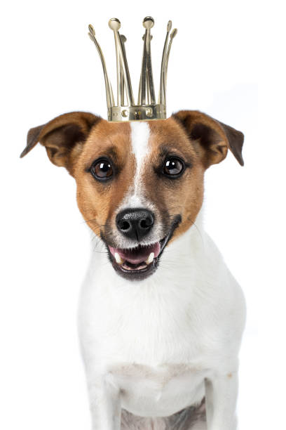 istock Jack Russel Terrier dog laughs cheekily with crown on head King Queen 696499666