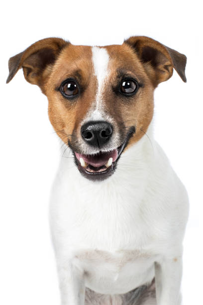 istock Jack Russel Terrier dog laughs cheekily 696499668