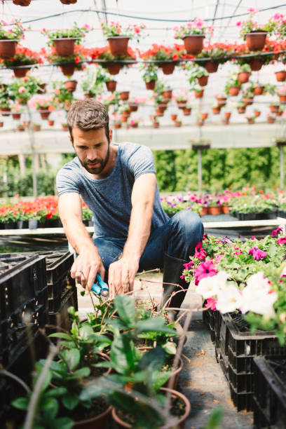 istock Mid adult man working in botanical garden 696499784