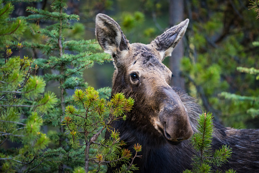 Wild Moose feeding on forest branches