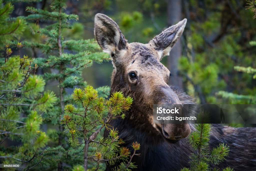 Moose Wild Moose feeding on forest branches Moose Stock Photo