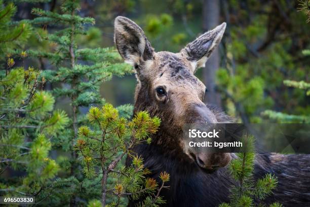 Moose Stock Photo - Download Image Now - Moose, Eating, Canada