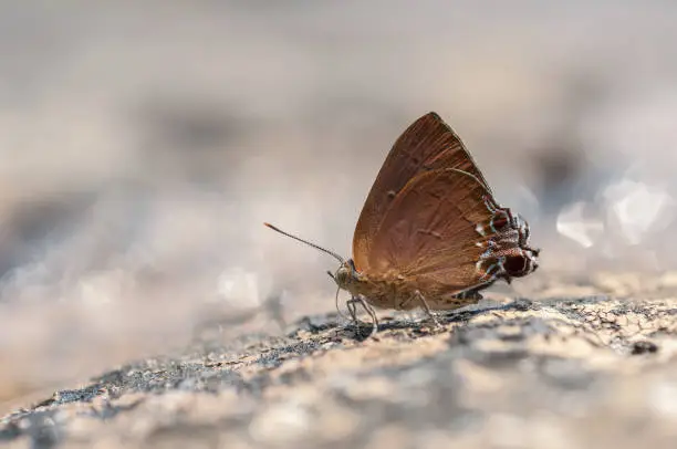 close up of Chocolate Royal (Remelana jangala ravata) butterfly feeding food on the ground in nature,Thailand