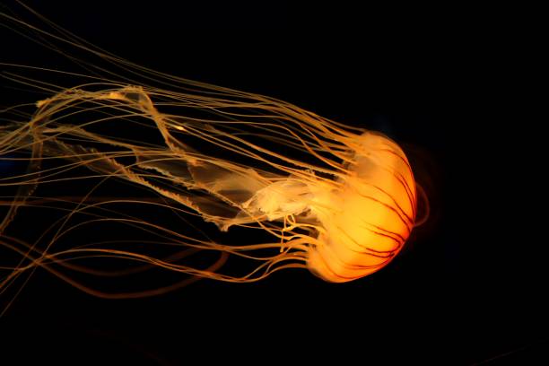 istock Jellyfish and black background 696511852