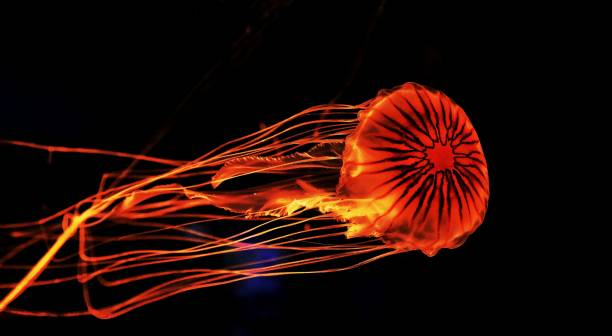 istock Jellyfish and black background 696511876
