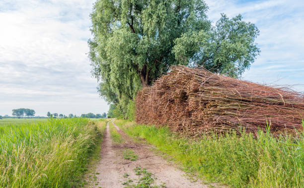 imagem pitoresca de uma estrada arenosa longa com um grande monte de ramos de salgueiro empacotado com cordas - road long dirt footpath - fotografias e filmes do acervo