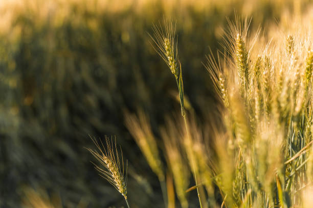 istock Golden wheat field in sunny summer day 696517292
