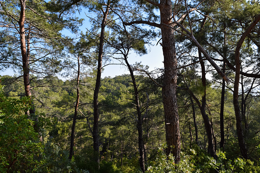 Flora of Turkey. Kemer region nature. Calis Tepe (mountain) trail. Endemic pine forest of Asia Minor