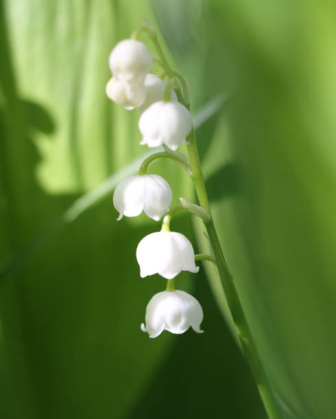 istock Lily of the valley 696517558