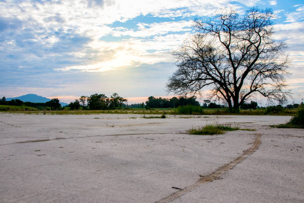 istock Dry tree against the blue sky landscape  with  sunset, 696518576