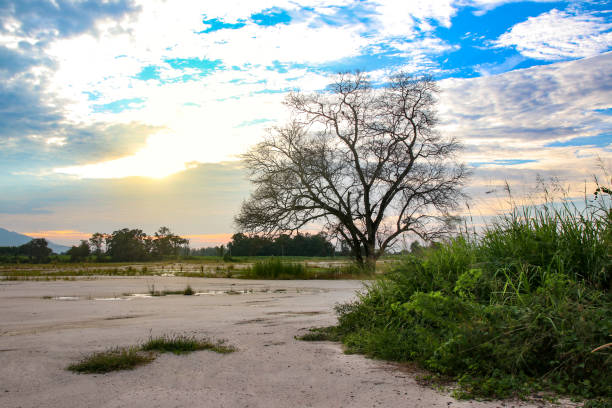 Dry tree against the blue sky landscape  with  sunset,
