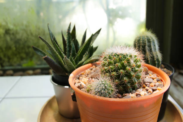 istock Cactus in pot background.Many cactus in pot. Selective focus. 696518586