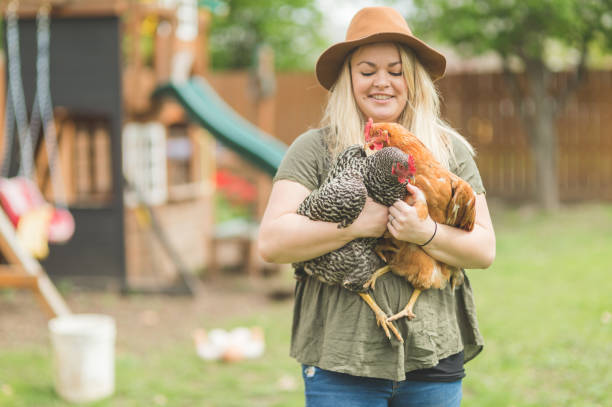 istock Urban Chicken Farm! 696518642
