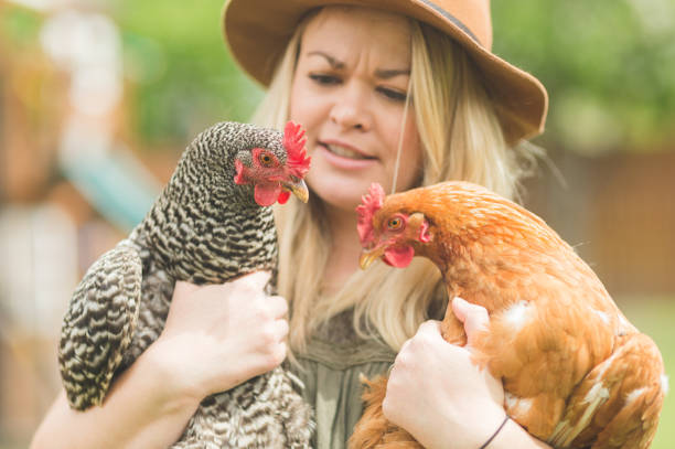 istock Urban Chicken Farm! 696518650