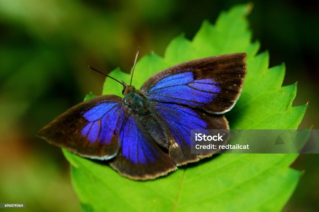 Narathura japonica Japanese Oakblue Hairstreak Butterfly Stock Photo