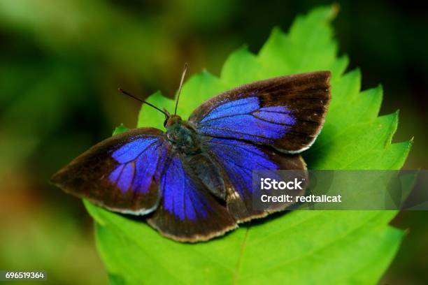 Narathura Japonica Stock Photo - Download Image Now - Hairstreak Butterfly, Purple, Butterfly - Insect