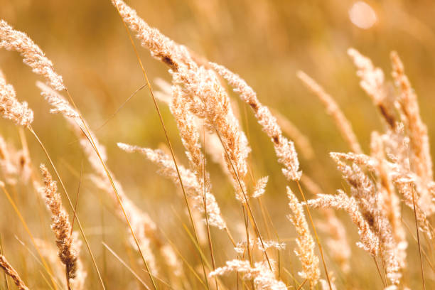 istock Natural autumn background with dried grass. 696526234