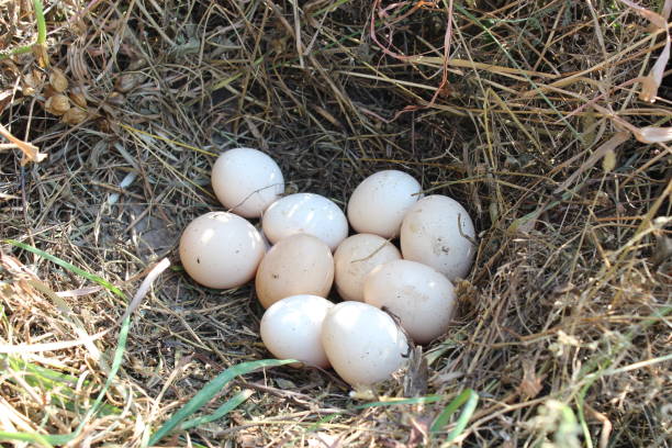 istock Nest of the hen with eggs 696532494
