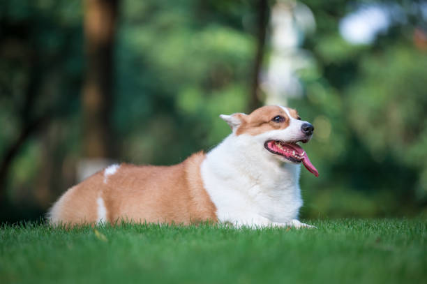 istock corgi  dogs playing in the Park 696532560