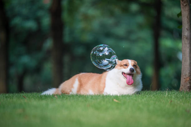 istock corgi  dogs playing in the Park 696532576