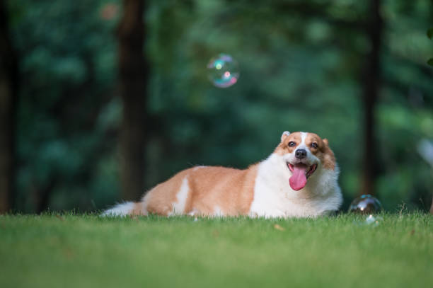 istock corgi  dogs playing in the Park 696532608