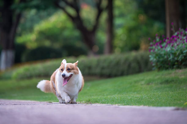 istock corgi  dogs playing in the Park 696532620