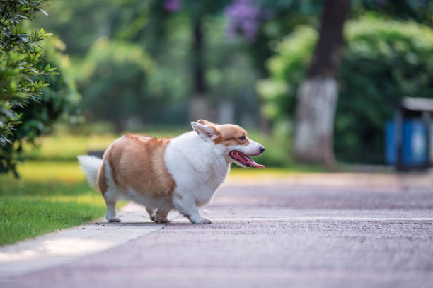 istock corgi  dogs playing in the Park 696532632
