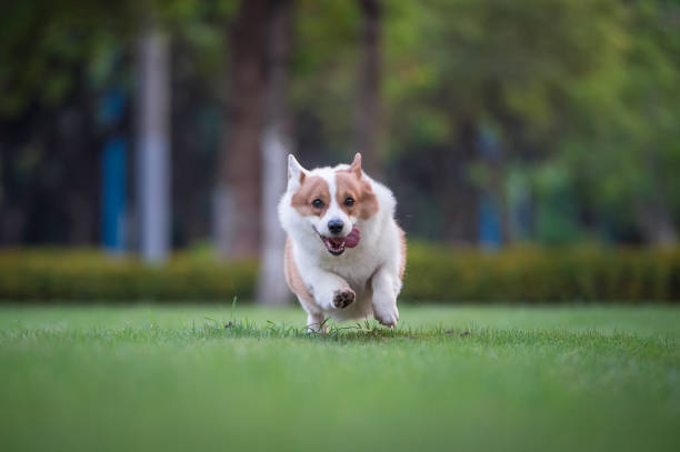 istock corgi  dogs playing in the Park 696532674