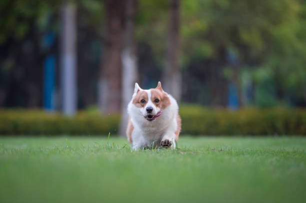 istock corgi  dogs playing in the Park 696532680