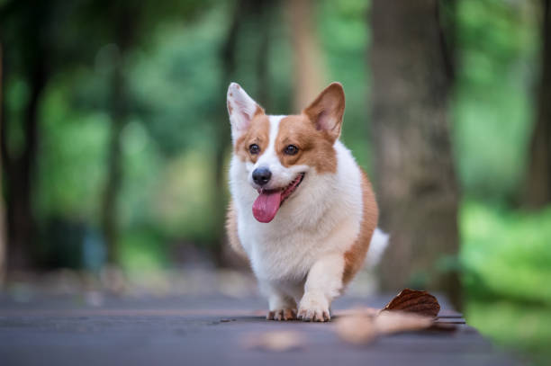 istock corgi  dogs playing in the Park 696532686