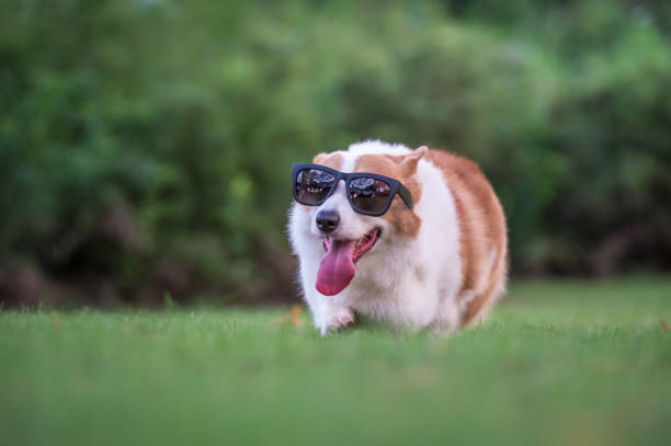 istock corgi  dogs playing in the Park 696532710