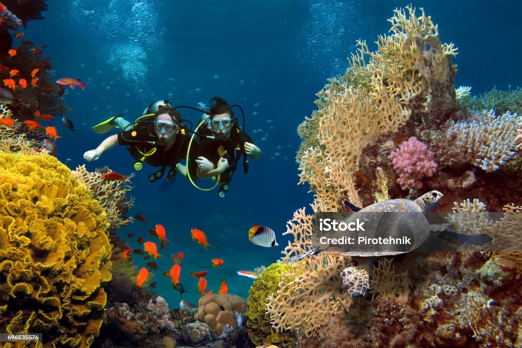 The loving couple dives among corals and fishes in the ocean Scuba Diving Stock Photo