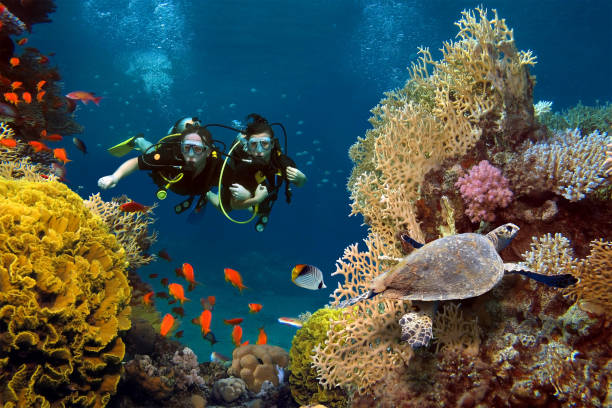 the loving couple dives among corals and fishes in the ocean - underwater diving scuba diving underwater reef imagens e fotografias de stock