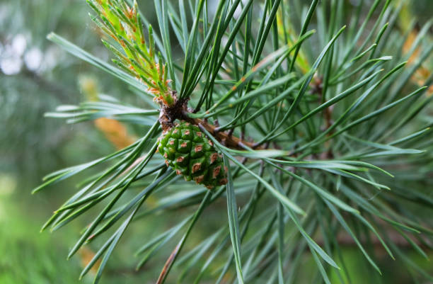 istock Young shoots of pine 696536806