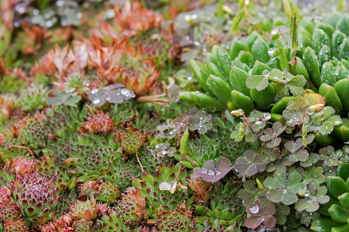 Soft focus of wet Succulent plant after the rain - hen and chicks and Creeping wood sorrel