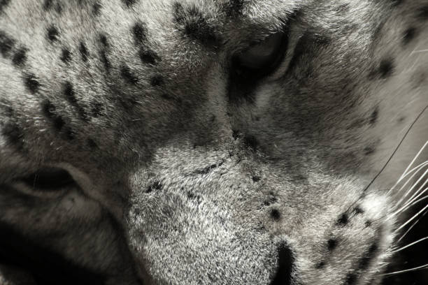 istock Black and white snow leopard irbis, Panthera uncia, Uncia uncia 696540800
