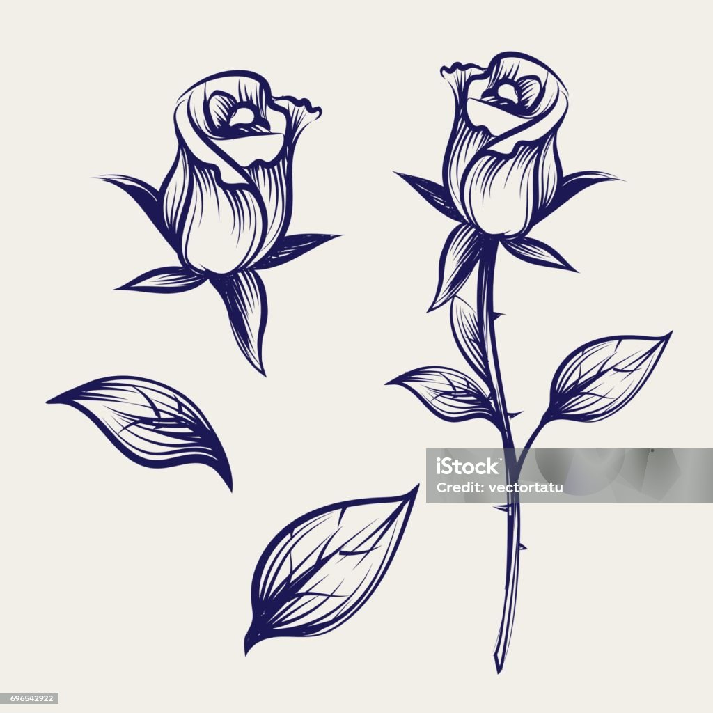 Sketch rose flower, bud and leaves Vintage sketch rose flower, bud of rose and leaves isolated on gray backdrop. Vector illustration Rose - Flower stock vector