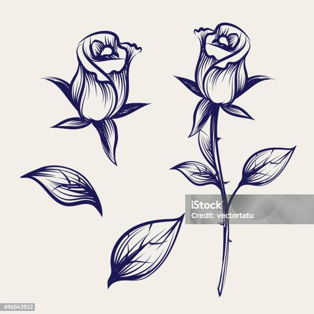 Sketch Rose Flower Bud And Leaves Stock Illustration - Download Image Now - Rose - Flower, Plant Stem, Retro Style