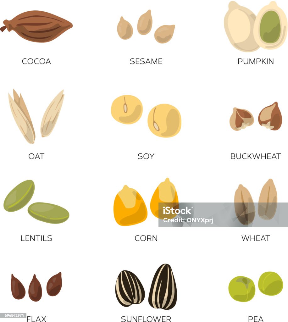 Illustration of different seeds isolate on white background. Vector icons set Illustration of different seeds isolate on white background. Vector icons set. Collection of organic nut sesame pumpkin and corn Seed stock vector