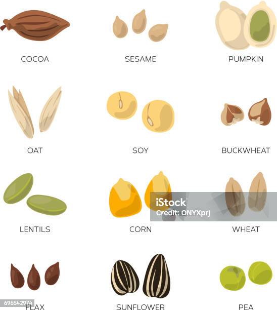 Illustration Of Different Seeds Isolate On White Background Vector Icons Set Stock Illustration - Download Image Now