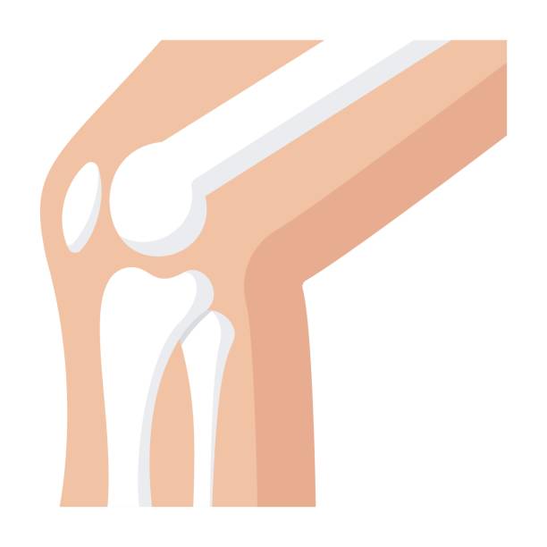 무릎 관절 뼈 - x ray human knee orthopedic equipment human bone stock illustrations