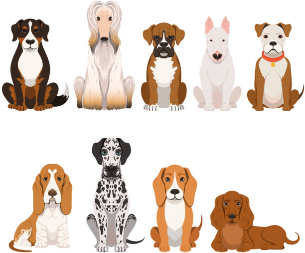 Different breeds of dog. Group of domestic animals in cartoon style. Vector illustrations set Different breeds of dog. Group of domestic animals in cartoon style. Vector illustrations set domestic dogs breed, collection of adorable character friends dog sitting stock illustrations