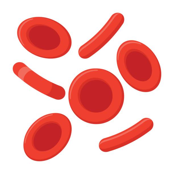 Red Blood Cells Red blood cells, vector illustration in flat style red blood cell stock illustrations