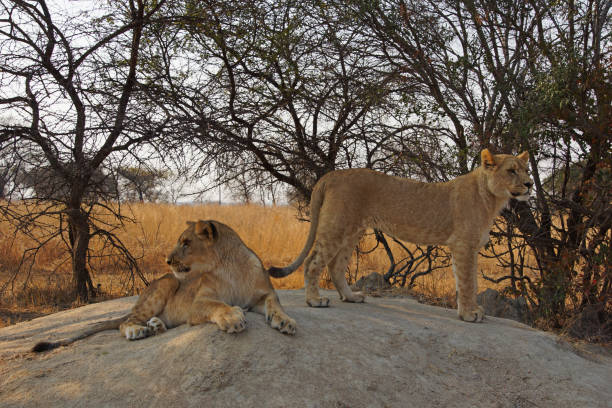 istock two lions watching on a stone in Zimbabwe 696544906