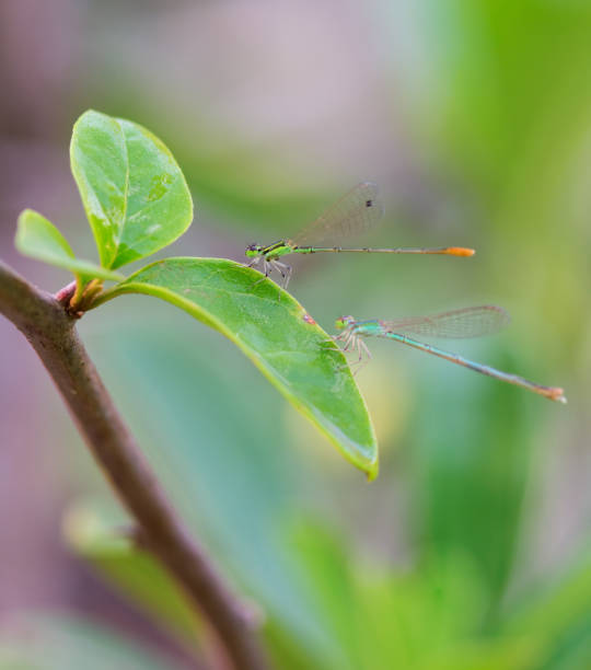 Damselflies stock photo