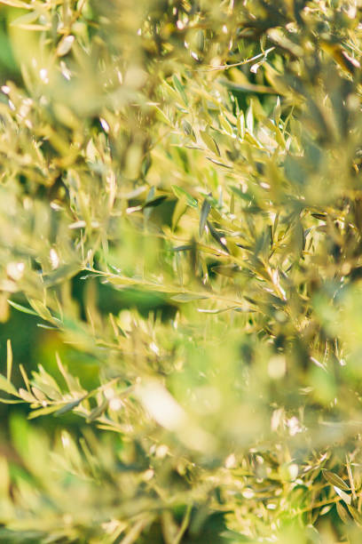 istock Branches and leaves of an olive tree in an olive grove 696548238
