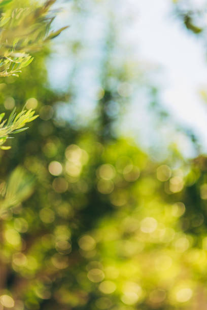 istock Branches and leaves of an olive tree in an olive grove 696548574